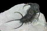 Spiny Ceratarges Trilobite - Zireg, Morocco #125230-6
